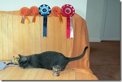 The haul from the 2010 RBBA show.