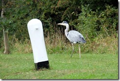Limping Heron - 2