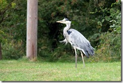 Limping Heron - 3