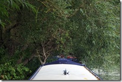 Hiding under the willows.