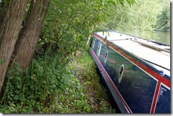 Wallingford Willows, by the Castle Meadows