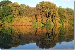 Horse Chestnuts on the change