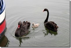Black Swan