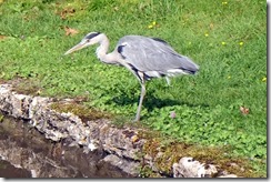 Who Heron