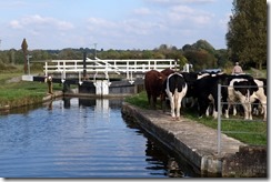 Hungerford Marsh Lock and Cows