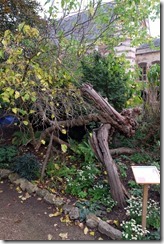 Here we go round the Mulberry Bush