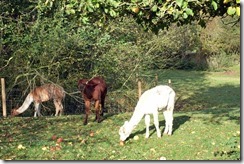 There're llamas at the bottom of my garden