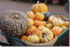 A host of Golden Squashes