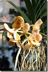 Hanging orchid