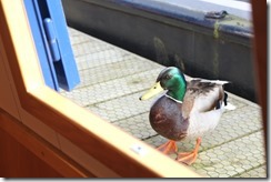 Welcome back, Biggles...