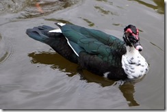 Muscovy Duck, it would seem.