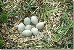 Poached or  Scrambled, Sir?