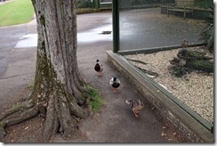 The escape committee. Where's Steve McQueen?