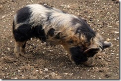 Hairy Pigs 1