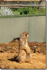 They really do stand upright!