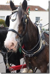 Shire Horse