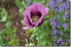 Dunsborough Park Gardens