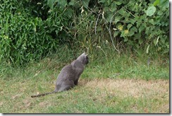Meditation upon a Mouse Nest