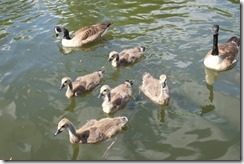 Canada Geese