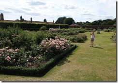 Hampton Court Rose Garden