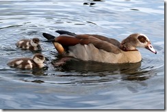 Egyptian Goose & goslings