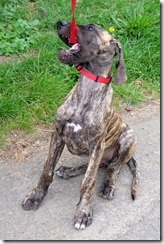 Young Brindled Great Dane