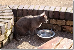 Biggles tries the Adam's Ale