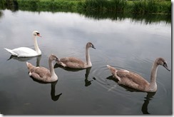 Pavlov's Cygnets