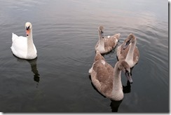 Pavlov's Cygnets