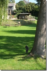 Biggles explores the pub garden