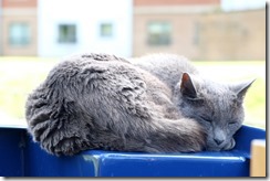 There's just this one spot of warm sunshine...