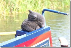 There's just this one spot of warm sunshine...