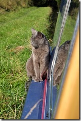 Biggles dozing on the gunwale