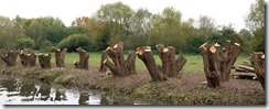 Pollarded Willows