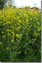 Unknown Yellow Flower