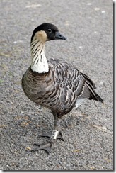 Nene Goose (Hawaian Goose)