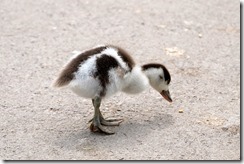 Shelduck Chick