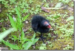 Moorhen Chick