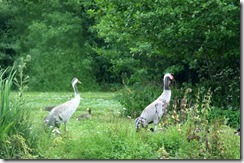 Common Cranes