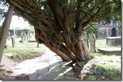Astbury Church Yew Tree