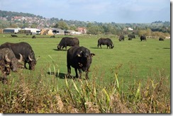 Napton Buffalos