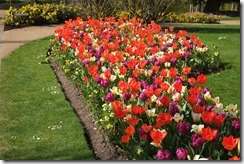 The Savill Garden: Tulip Border