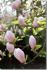 The Savill Garden: Magnolias