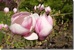 The Savill Garden: More Magnolias