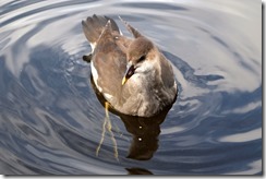 Moorhen