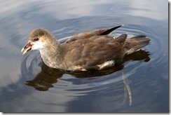 Moorhen