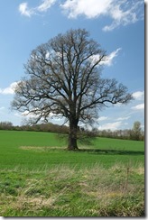 Banbury Oak